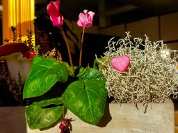 Valentinstag - Zuckerl